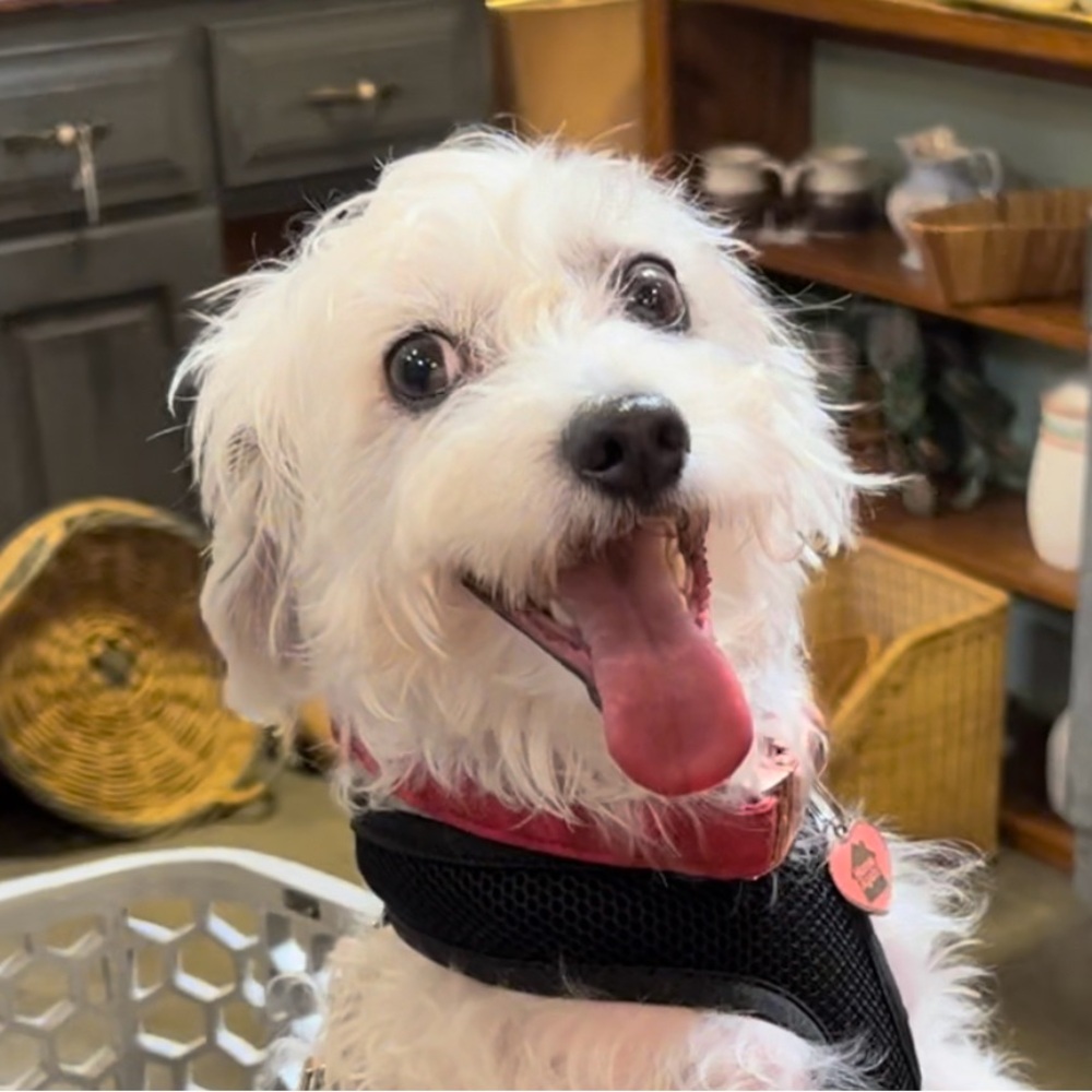 Meet your Posher, Bobbi